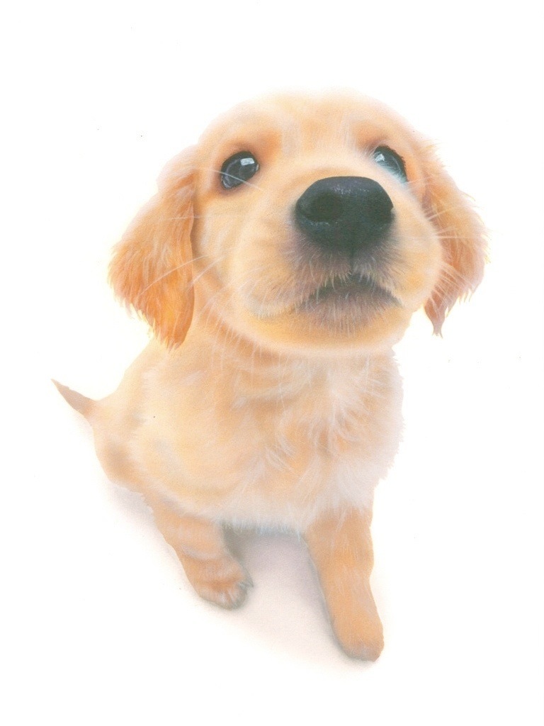 リアリズム絵画 動物の絵 動物イラスト 子犬の絵 ゴールデン レトリーバー Golden Retriever