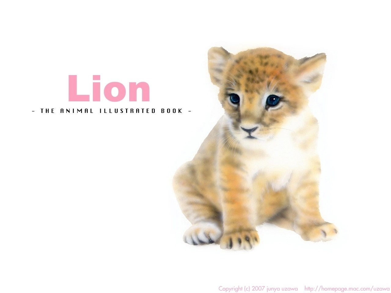 リアリズム絵画 動物の絵 動物イラスト ライオン おすわりするライオンの赤ちゃん