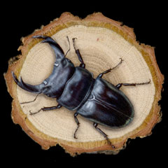 �����̊G�F�I�I�N���K�^ (Stag beetle)