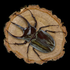 �����̊G�F�R�[�J�T�X�I�I�J�u�g (Caucasus Beetle)