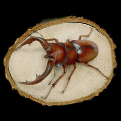 �����̊G�FProsopocoilus inclinatus�^�m�R�M���N���K�^ �z���C�g�A�C