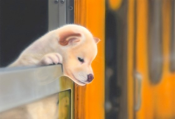 �q���̊G�FPuppy of the train