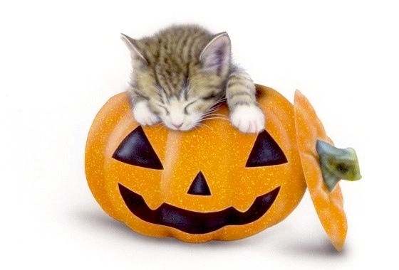 �q�L�̊G�FHalloween Cat�i�ŋ߂��C�ɓ���̐Q���j