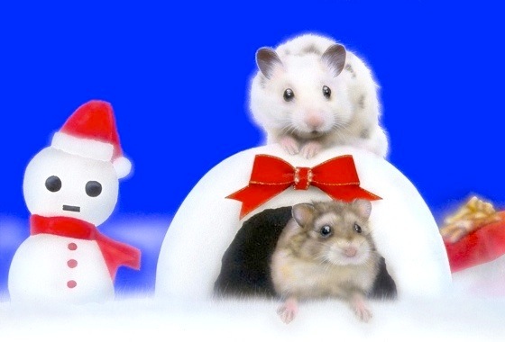 �n���X�^�[�̊G�FWonderful Small World