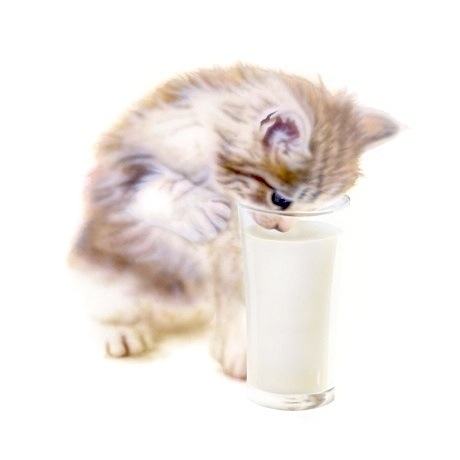 �q�L�̊G�F�~���N�����ގq�L