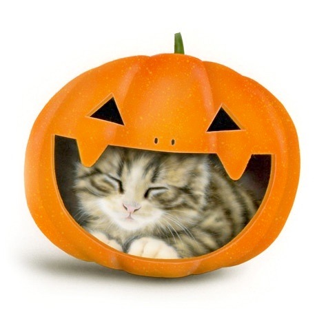 �q�L�̊G�FHalloween Cat 2012�i�ŋ߂��C�ɓ���̐Q���j