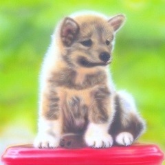 �q���̊G�F�uPOCHI�v