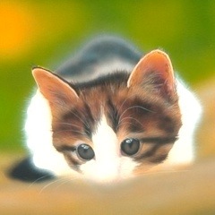 �q�L�̊G�F�n���^�[�ɂ��