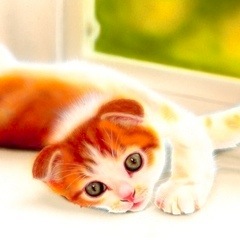 �q�L�̊G�F�X�R�e�B�b�V���t�H�[���h�^Scottish Fold