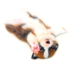 �q���̊G�F�����ނ��R�[�M�[�^Corgi-3