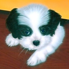 �q���̊G�F�u���C�H�v�|���b�V�����[�����h�V�[�v�h�b�O�i�V�F���[�j