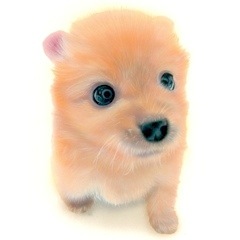 �q���̊G�F�|�����j�A���^Pomeranian