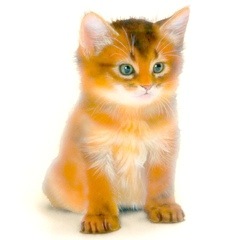 �q�L�̊G�F�\�}���^Somali