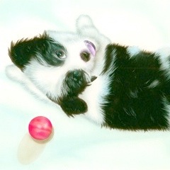 �q���̊G�F�V�F���[ (with superball�j