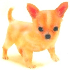 �q���̊G�F�`�����^Chihuahua