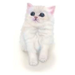 �q�L�̊G�F�`���`���V���o�[�^Chinchilla Silver