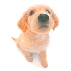 �q���̊G�F�S�[���f�� ���g���[�o�[�^Golden Retriever