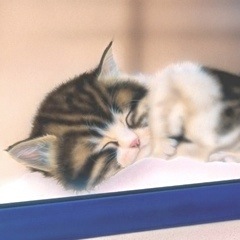 �q�L�̊G�F���Ђ�� -remake-