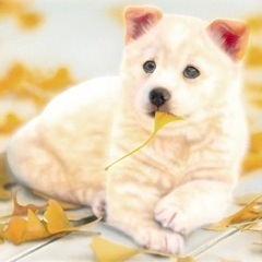 �q���̊G�F���ʂƃC�`���E