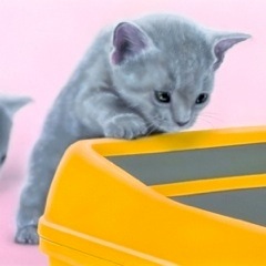 �q�L�̊G�FRussian Blue