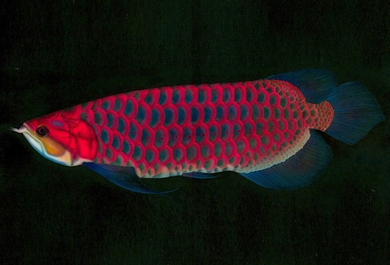 �M�ы��̊G�^Tropical fish�̊G�^�A�����i Arowana