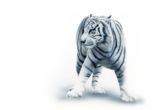 �x���K���^�C�K�[�̊G�^Bengal Tiger�F��n�ɗ��x���K���^�C�K�[�^Bengal Tiger