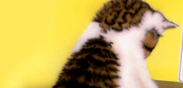 �ǂ��Ԃ̊G�{[�쐶�̐�����]ENTER ������ł��I�I