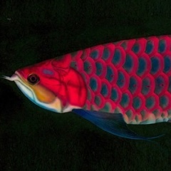 �M�ы��̊G�^Tropical fish�F�A�����i Arowana